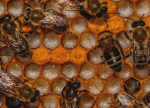 Individuare le malattie della covata e agire correttamente